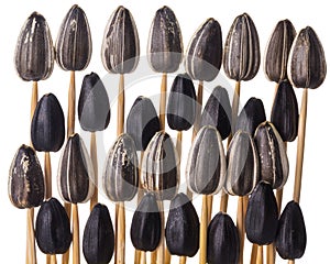 Sunflower seeds impaled on toothpicks