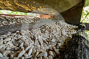 Sunflower seeds inside small bird feeder in a forest. Close up macro shot, no people, no birds