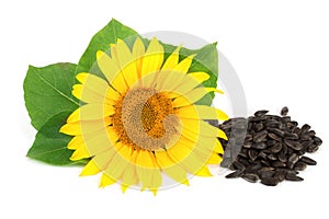 Sunflower with seeds and leaves isolated on white background