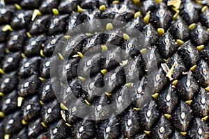 Sunflower seeds macro shot close-up, beautiful and natural pattern seed structure