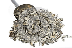 Sunflower seeds with measuring scoop photo