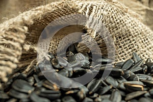 Sunflower seeds are scattered on homespun fabric with a rough texture. close-up, selective focus