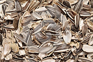 Sunflower seeds shells