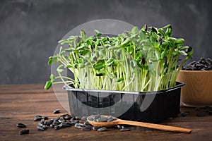 Sunflower seeds sprouts for a healthy diet food. Microgreens.