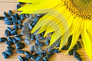 Sunflower seeds and sunflower flower on a wooden background