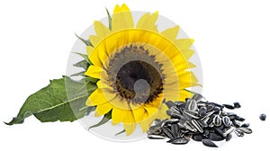 Sunflower with Seeds on white