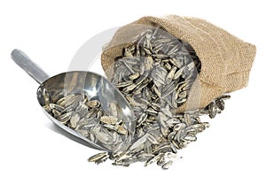 Sunflower seeds on white background photo