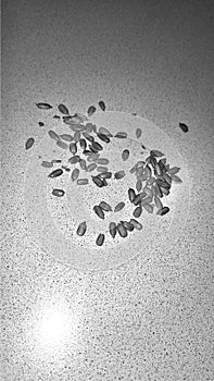 Sunflower seeds white black