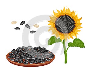 Sunflower set. Sunflower oil, sunflower plant, seeds in a canvas bag, wooden spoon and bowl. Agriculture, food.