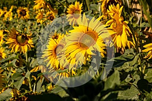 Sunflower, several blooms in a field of flowers background