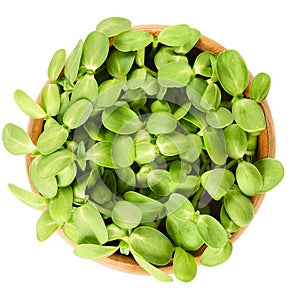 Sunflower shoots in wooden bowl photo