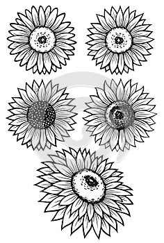 Sunflower silhouette black color set vector illustration