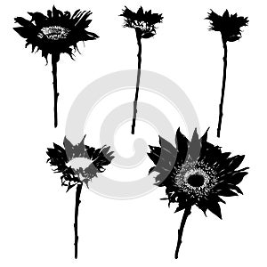 Sunflower silhouettes series