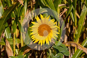 Sunflower, single bloom in a field of flowers background photo