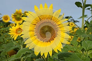 Sunflower-Single flower