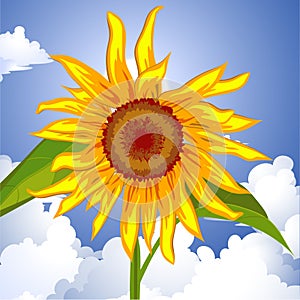 Sunflower on the sky