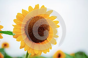 Sunflower at the sky