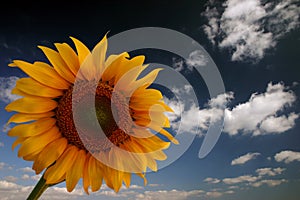 Sunflower and sky