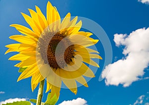 Sunflower in the sky