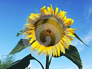 Sunflower on the sky background.