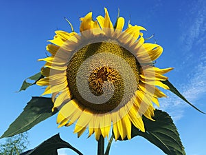 Sunflower on the sky background.