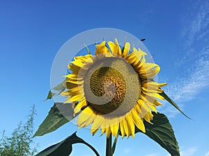 Sunflower on the sky background.