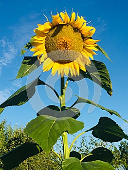 Sunflower on the sky background.