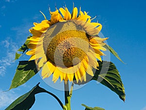 Sunflower on the sky background.