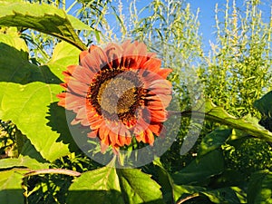 Sunflower on the sky background.