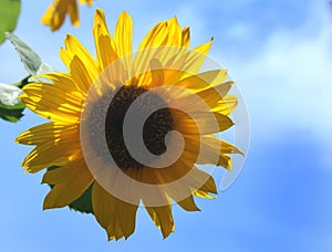 Sunflower with sky