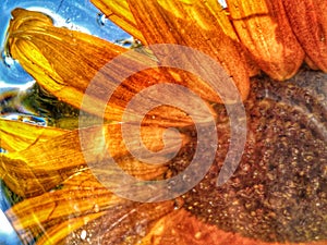 Sunflower sky bright summer