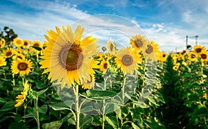 Sunflower with sky