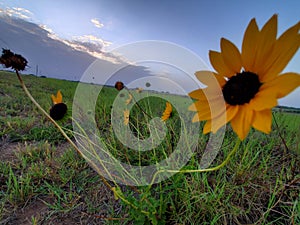 Sunflower,  sky view open field
