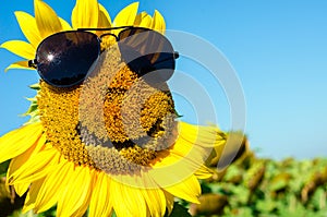 Sunflower with a smiling face and a peculiar beard and mohawk in sunglasses hairstyle, joy - concept