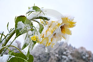 A sunflower with snow on it in autumn in the Salzkammergut