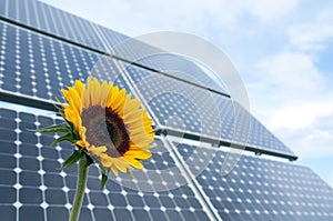 Sunflower and solar panels