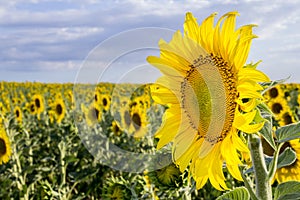 Sunflower, Species, Helianthus annuus, crop landscape, Andalusia