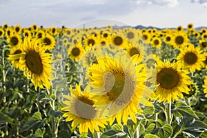 Sunflower, Species, Helianthus annuus, crop landscape, Andalusia photo