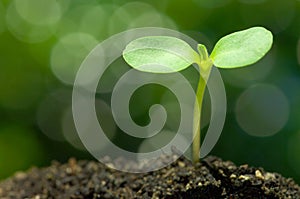 Sunflower sprout on bokeh background.(horizontal) photo