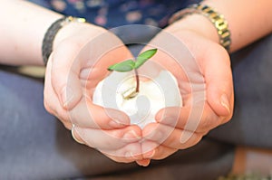 Sunflower sprout in hands with cotton wool