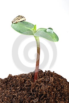 Sunflower sprout isolated on white