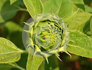 Sunflower Sprout and Ladybug in the garden.