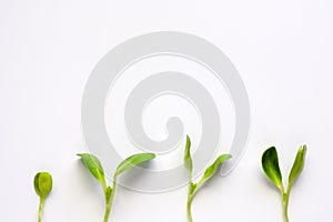 Sunflower sprout plant on white background