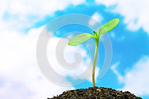 Sunflower sprout on sky background.(horizontal)