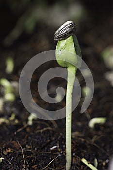 Sunflower sprout Sunflower seeds contain chlorophyll good for human body.