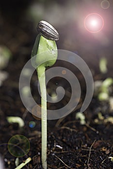 Sunflower sprout Sunflower seeds contain chlorophyll good for human body.