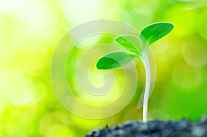 Sunflower sprout on yellow background.(horizontal)