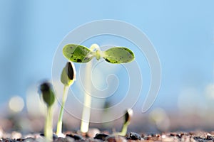 Sunflower sprouting/sunflower seed germinated on soil/new born o