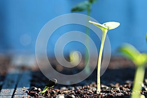 Sunflower sprouting/sunflower seed germinated on soil/new born o
