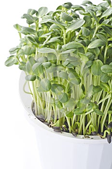 Sunflower Sprouts